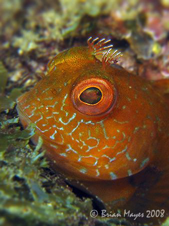 Just as I found this Fringed Blenny (Mimoblennius cirrosu... by Brian Mayes 