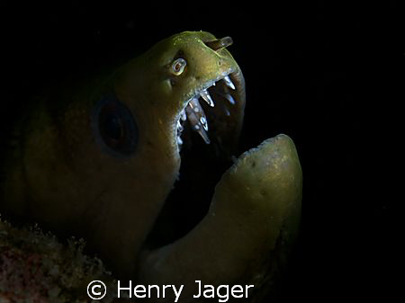 "Moray in decent light" from Dhuni Kolhu, Maldives. by Henry Jager 