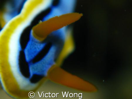 taken at bunaken island with canon G9 with Inon D2000 and... by Victor Wong 