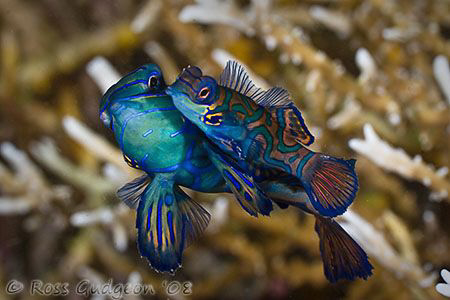 Mandarin Fish mating ritual.  Lembeh Strait, Sulawesi.  C... by Ross Gudgeon 