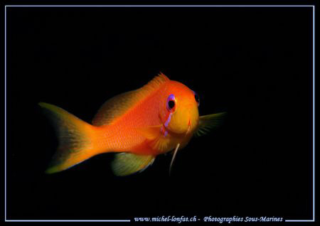 Face to face with this small Damselfish... :O) ... by Michel Lonfat 