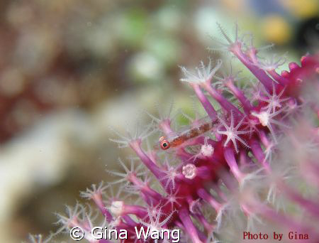 It's look like Goby hide in the garden. (This picture was... by Gina Wang 