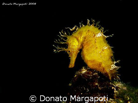 My first Hyppocampus guttulatus by Donato Margapoti 