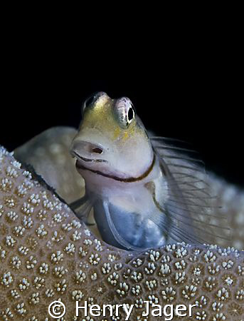 "Blenny" from Dhoni Kolhu, Maldives (Olympus E-3, 50mm ma... by Henry Jager 