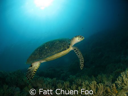 Hawksbill Turtle, Pulau Tenggol, Malaysia by Fatt Chuen Foo 
