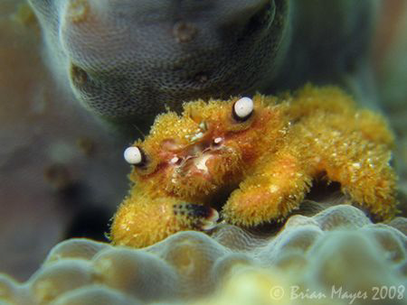 This tiny coral crab (Cymo melanodactylus) is so fury, it... by Brian Mayes 