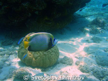 This young angelfish, was shot at the shore reef of Kured... by Svetoslav Dimitrov 