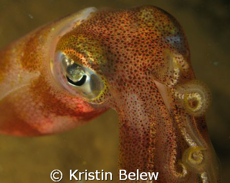 Look at my chromataphores!  Bigfin squid -Night Dive- Mau... by Kristin Belew 