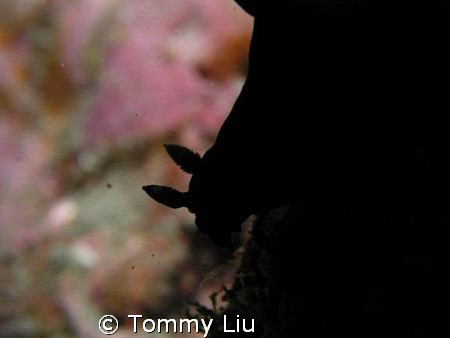 The silhouette of a nudibranch~ Different Feeling~~ by Tommy Liu 