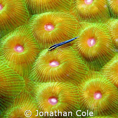 f/11.2, 1/68, -0.3ev, ISO 100, 15.3mm, shot in Bonaire on... by Jonathan Cole 