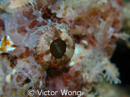 Scorpion fish at bunaken island by Victor Wong 