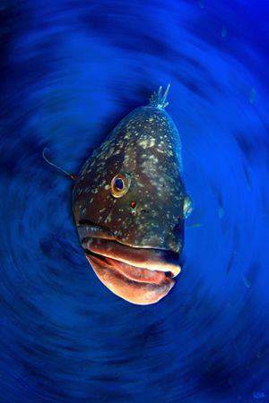 This is a very friendly big grouper called Felix by the l... by Arthur Telle Thiemann 