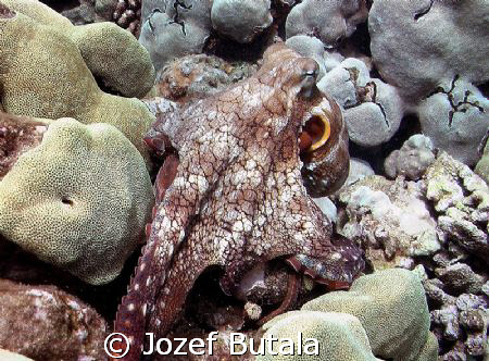 Mr.Octopus by Jozef Butala 