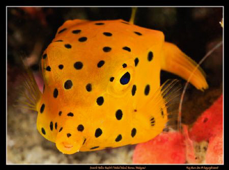 Juvenile Boxfish. This little guy was hiding under a ledg... by Kay Burn Lim 