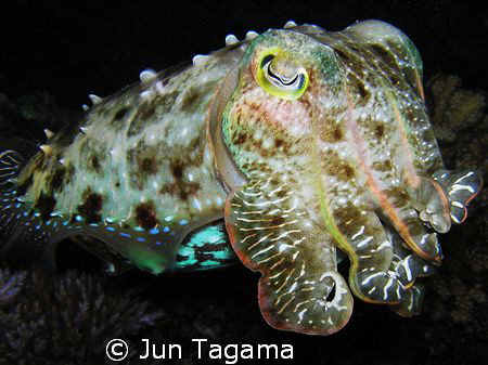 Giant Cuttle at night by Jun Tagama 