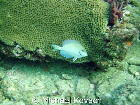 Doctor fish on the Inside Reef at Lauderdale by the Sea by Michael Kovach 