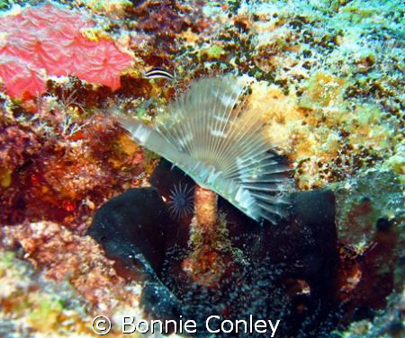 Feather Duster seen in Grand Cayman August 2008.  Photo t... by Bonnie Conley 