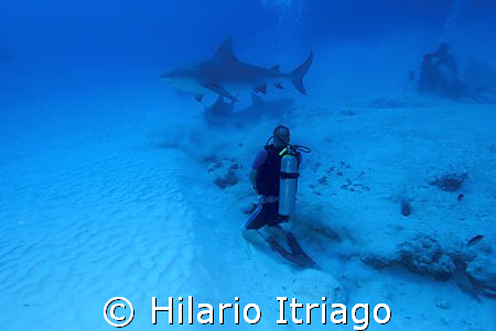 Bull Shark near P. del Carmen Quintana Roo. by Hilario Itriago 