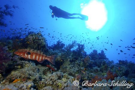 A Grouper trying to swim out of the picture ;-) by Barbara Schilling 