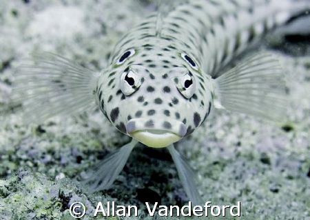 Speckled Sandperch.  While diving from Pelagian off the c... by Allan Vandeford 