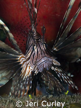 This Lionfish was tucked into a wreck in the Bahamas.  Ph... by Jeri Curley 