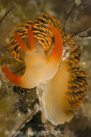 Moridilla brockii.  Ningaloo Reef, Western Australia.  Ca... by Ross Gudgeon 