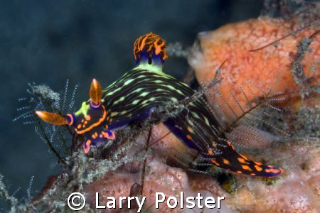 Nudi at Dumageute, D300, 105VR by Larry Polster 