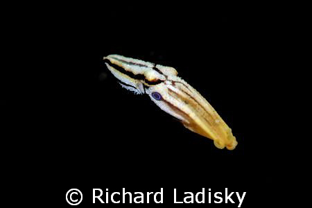 Very rare two-ring blue-ring octopus.  Seen only in Malay... by Richard Ladisky 