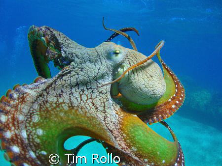 Octopus swimming from one coral head to another. He stopp... by Tim Rollo 