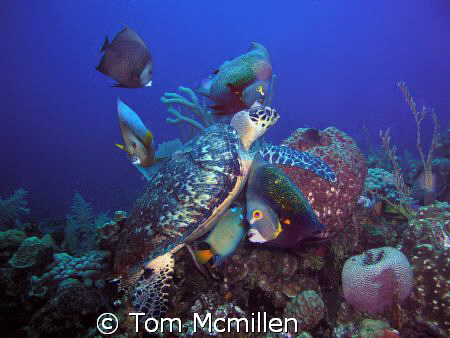 Diving in Roatan Honduras I came across this Turtle feedi... by Tom Mcmillen 
