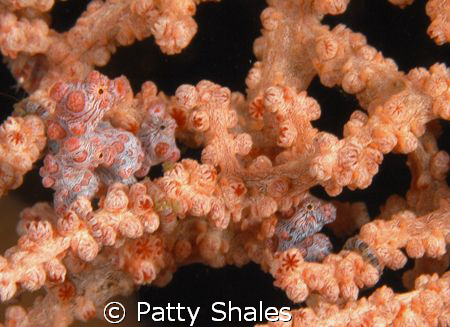 The first time I ever encountered the Pygmy Seahorse, I w... by Patty Shales 