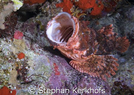 Smallscale scorpionfish (Scorpaenopsis oxycephala) at Sha... by Stephan Kerkhofs 