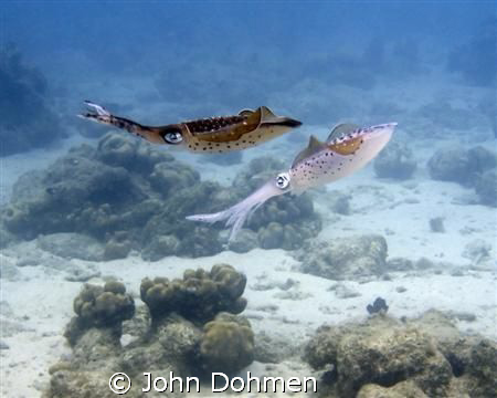 When finishing our dive at Baya beach, Curacao, we encoun... by John Dohmen 