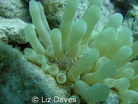 Spotted cleaner shrimp with its anemone. by Liz Daves 
