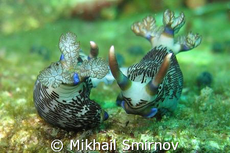 Mating Nudibranchia. by Mikhail Smirnov 
