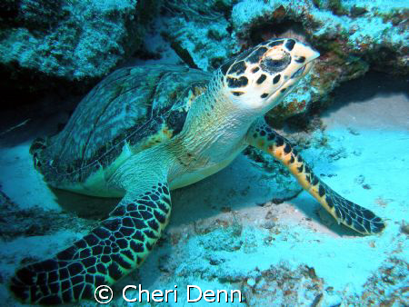 I named her "Daisy"  This was taken on Planacar Reef in C... by Cheri Denn 