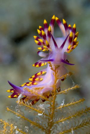 Flabellina by Dray Van Beeck 