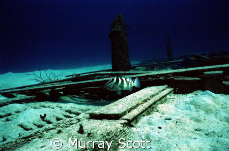 Alone

This was taken just off the coast of Nassau at a... by Murray Scott 