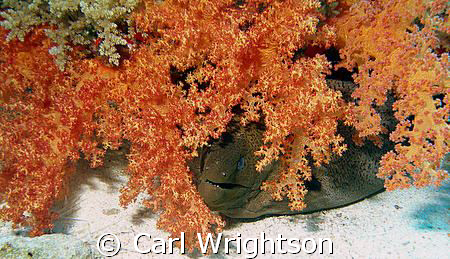 Moray under soft coral on the sand saddle between Shark a... by Carl Wrightson 