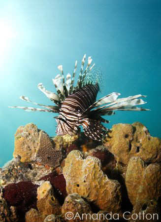Lionfish on coral. ©Amanda Cotton by Amanda Cotton 