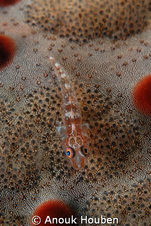 Little goby on a cushion star. Picture taken on the secon... by Anouk Houben 