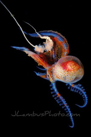 Pelagic octopus, currently unidentified, but I believe it... by Joshua Lambus 