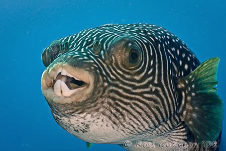 Pufferfish.  Wakatobi, SE Sulawesi.  Canon 40D & Canon 10... by Ross Gudgeon 