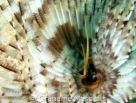 Photographed on South Reef, Salang Bay, Tioman Island wit... by Grahame Massicks 