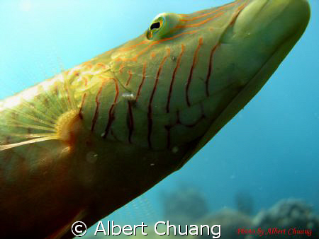 This photo taken by Canon Powershot A720is.
This fish wa... by Albert Chuang 