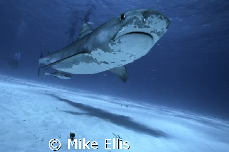 Yes, just another Tiger shark shot, but shot with a Nikon... by Mike Ellis 