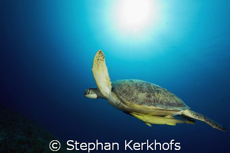 female green turtle (chelonia mydas) taken in Na'ama bay. by Stephan Kerkhofs 