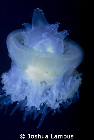 Crowned Jellyfish by Joshua Lambus 
