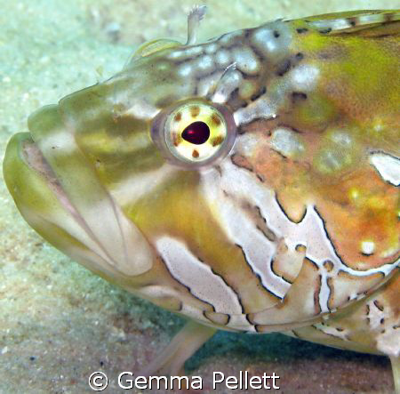 Close up of a speckled klipfish
Canon G9 by Gemma Pellett 