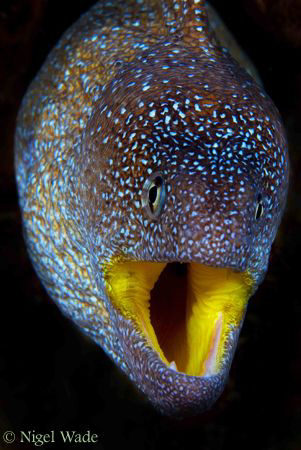 Yellow Mouth Moray Eel, D200 60mm Gulf of Aquaba Red Sea ... by Nigel Wade 